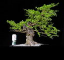 European larch